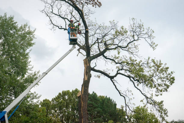 How Our Tree Care Process Works  in  Patton Village, TX